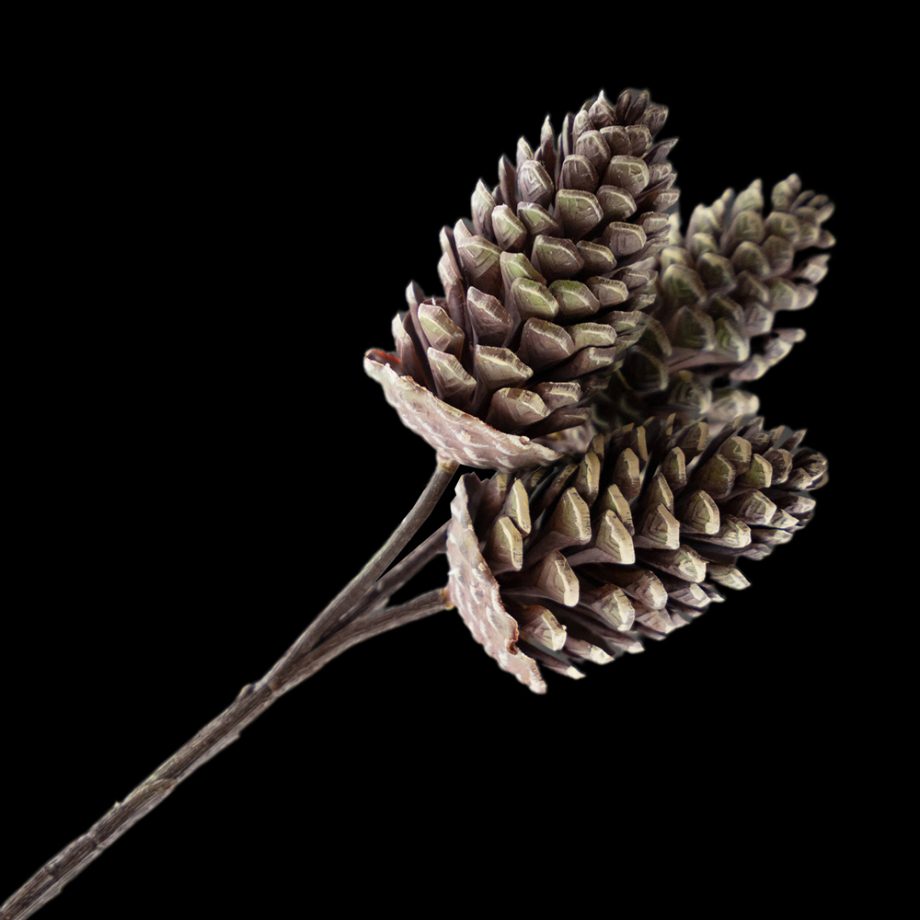PICK PINE CONE 12" NATURAL 3 CONES