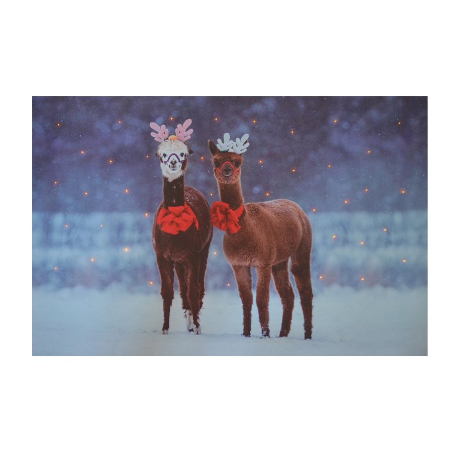 CANVAS 16"X12" 40 FIBERS 2 LLAMA W/TIMER