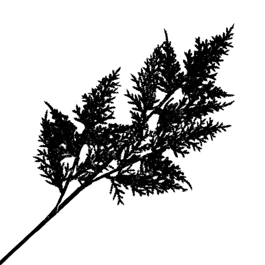 SPRAY FERN LEAF BLACK 26" GLITTER