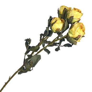 SPRAY DRIED VINTAGE ROSE 17" X5 YELLOW
