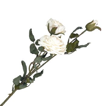 SPRAY DRIED VINTAGE ROSE 22" CREAM