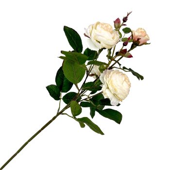 SPRAY RANUNCULUS 26"X5 LT. PEACH