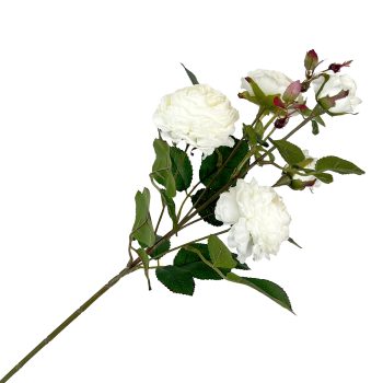 SPRAY RANUNCULUS 26"X5 WHITE