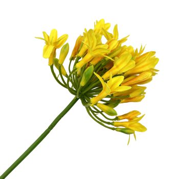 SPRAY AGAPANTHUS 29.5" YELLOW