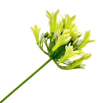SPRAY AGAPANTHUS 29.5" GREEN