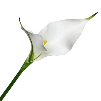 STEM CALLA LILY 24" WHITE