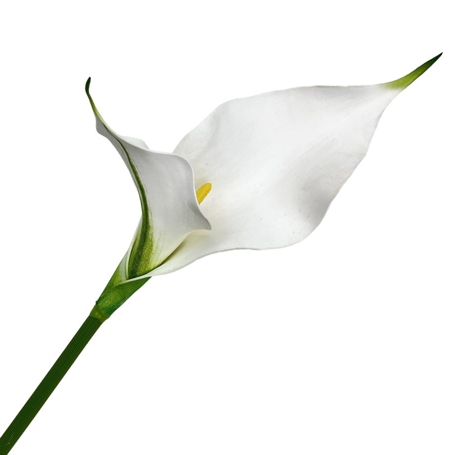 STEM CALLA LILY 24" WHITE