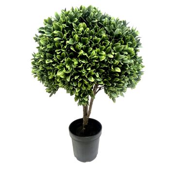 TREE/TOPIARY GREAT BOXWOOD 29" GREEN