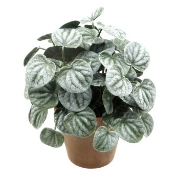 POTTED PEPEROMIA WRINKLED LEAF 10" GREEN W/3.5 VINTAGE POT