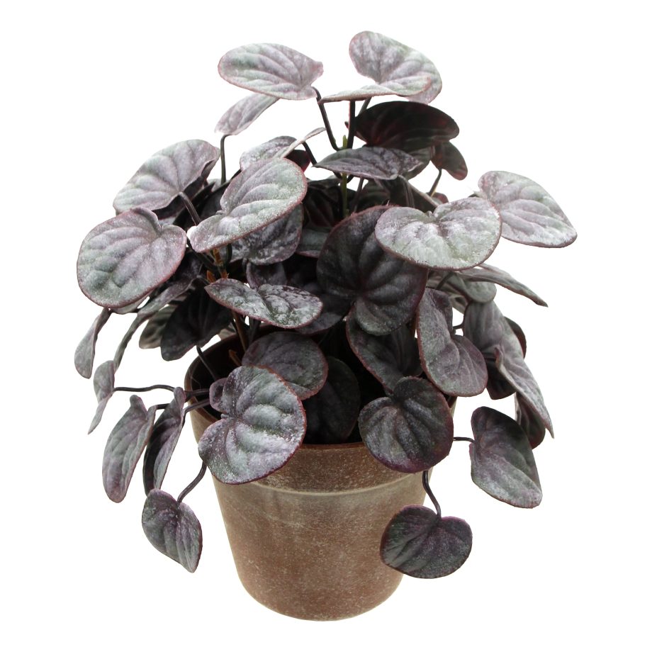 POTTED PEPEROMIA WRINKLED LEAF 10" PURPLE W/3.5" VINTAGE POT
