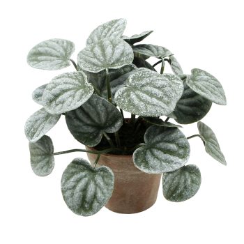 POTTED PEPEROMIA WRINKLED LEAF 6" GREEN W/4.5" VINTAGE POT