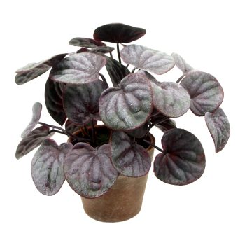 POTTED PEPEROMIA WRINKLED LEAF 10" GREEN W/4.5" VINTAGE POT