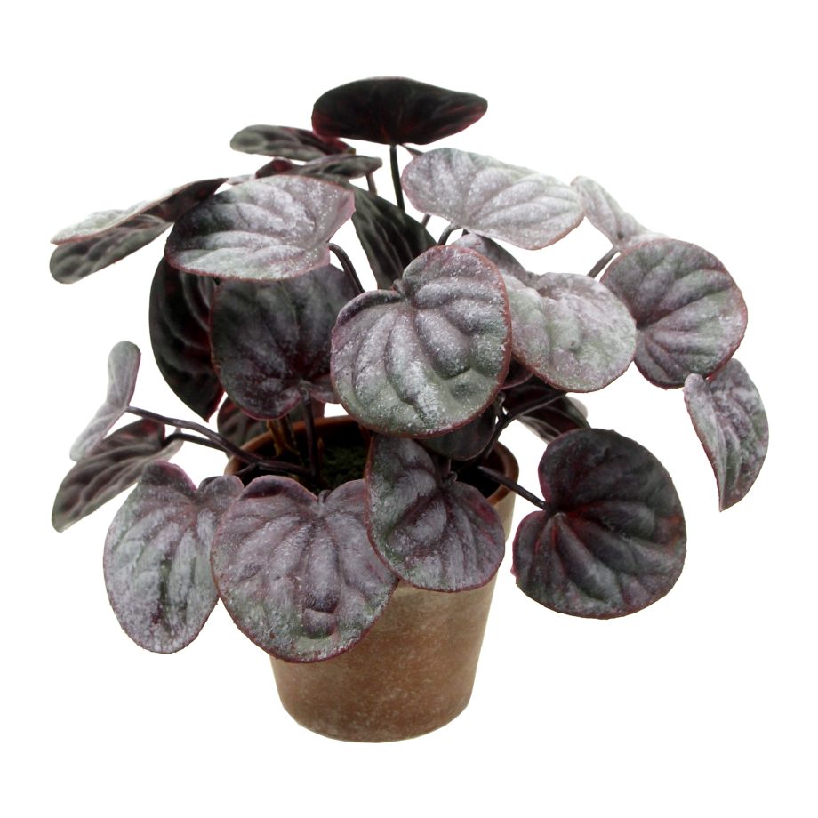 POTTED PEPEROMIA WRINKLED LEAF 10" GREEN W/4.5" VINTAGE POT