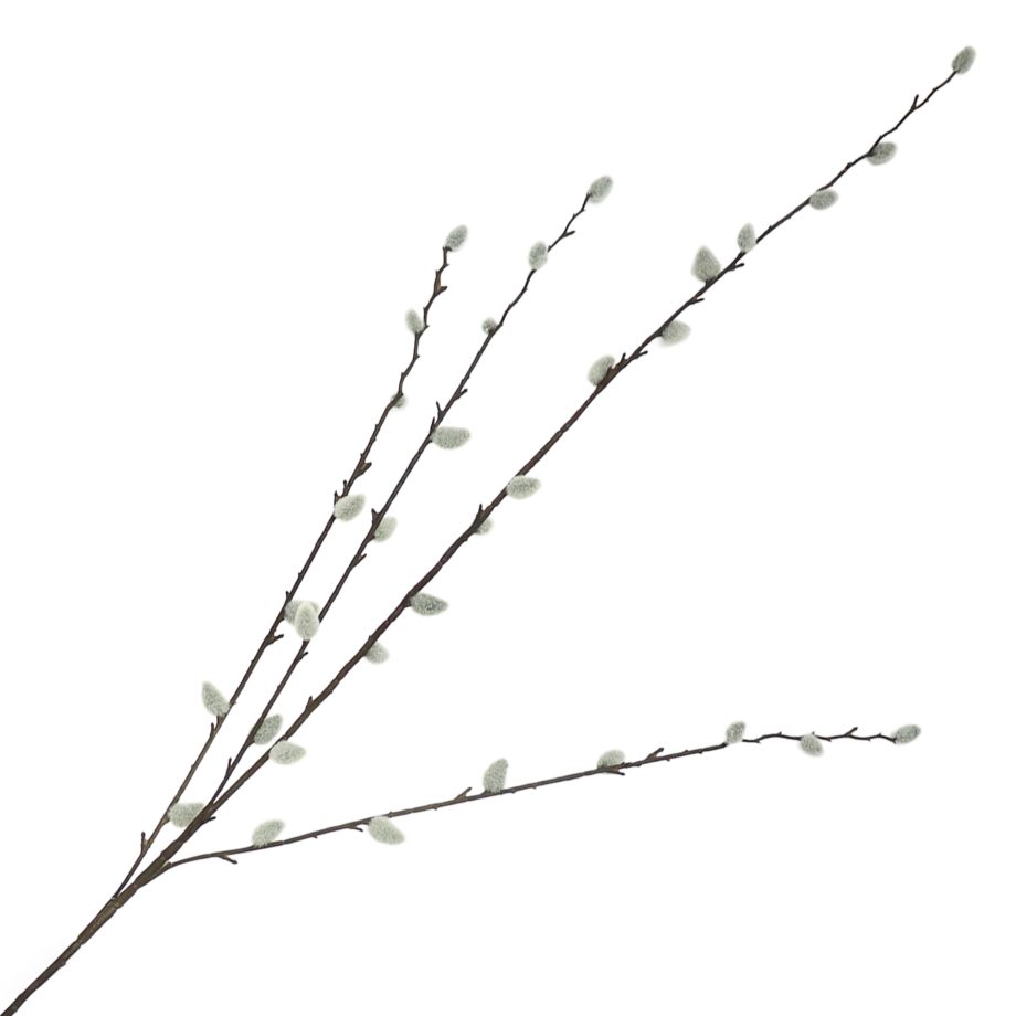 SPRAY PUSSY WILLOW 37"X15" NATURAL/GREEN