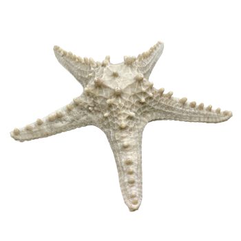STAR FISH DECOR MARBLE POWDER 8.5"X2"H NAT./ECRU FIN.