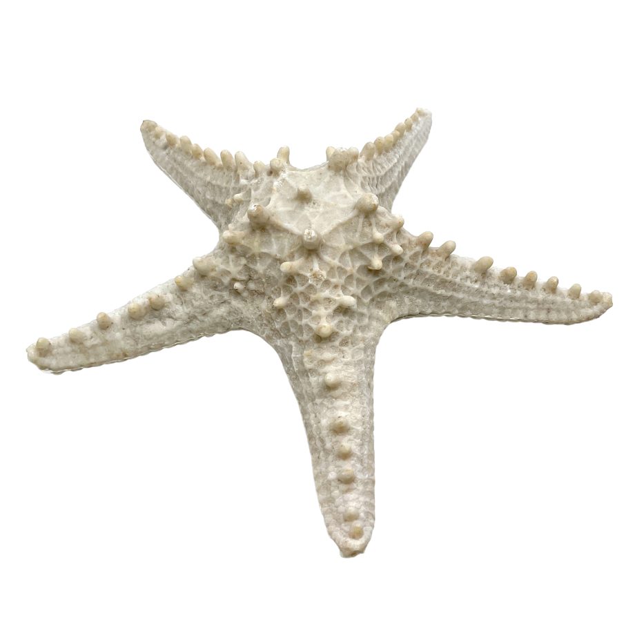 STAR FISH DECOR MARBLE POWDER 8.5"X2"H NAT./ECRU FIN.