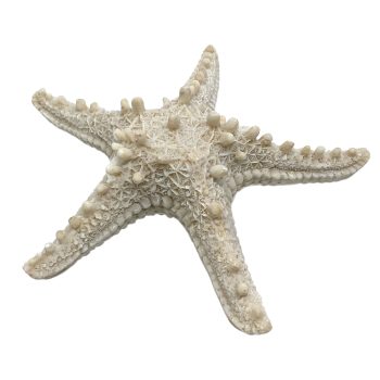 STAR FISH DECOR MARBLE POWDER 6"X2"H NAT./ECRU FIN.