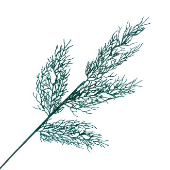 SPRAY CORAL 30"X4 AQUA GREEN