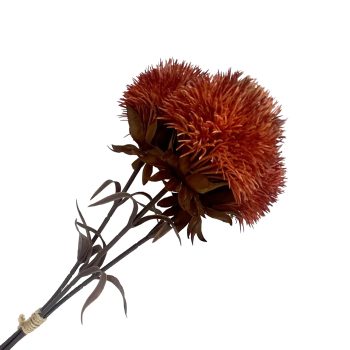 FALL SPRAY DIANTHUS 16" ORANGE