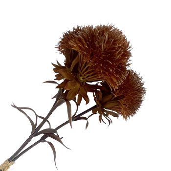 FALL SPRAY DIANTHUS 16"X2 BROWN