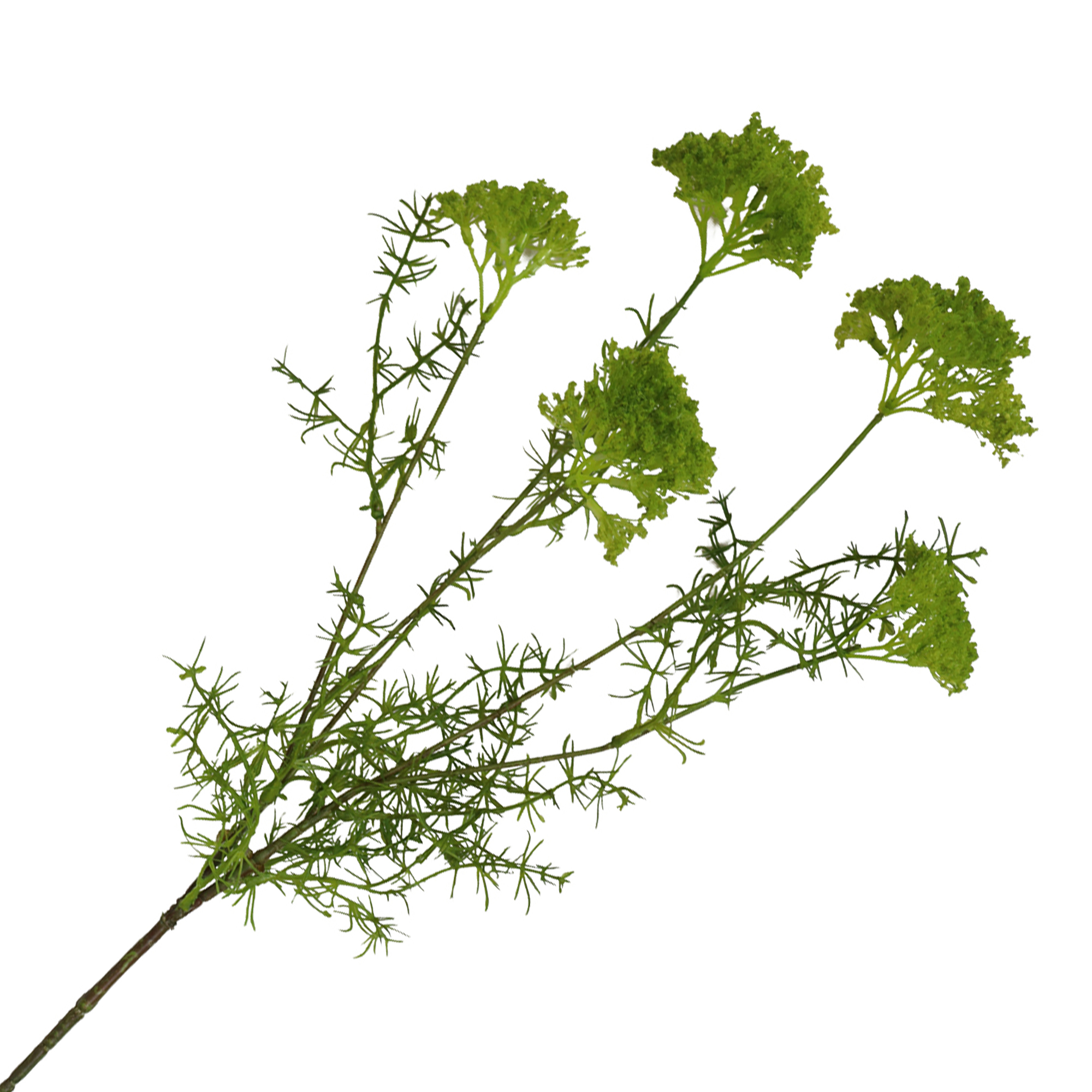 QUEEN ANNE'S LACE SPRAY W/FEATHERY LEAVES 30" GREEN