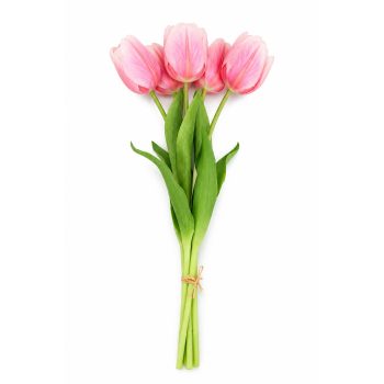 TULIP BUNDLE 5 X 17" MULTI-TONE CORAL BLUSH/CREAM (CLASSIC ROUNDED BLOOMS)