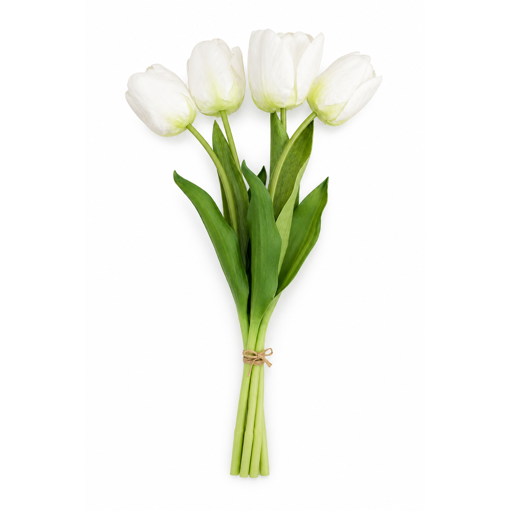 TULIP BUNDLE 5 X 17" MULTI-TONE IVORY WHITE/LIME (CLASSIC ROUNDED BLOOM)