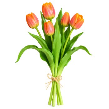 TULIP BUNDLE 5 X 13" MULTI-TONE CORAL BLUSH/CREAM (CLASSIC ROUNDED BLOOMS)