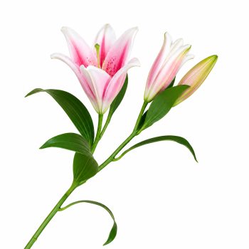 SPRAY LILY 3X37" PINK REAL TOUCH