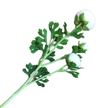 SPRAY RANUNCULUS 3X26" LIGHT PINK