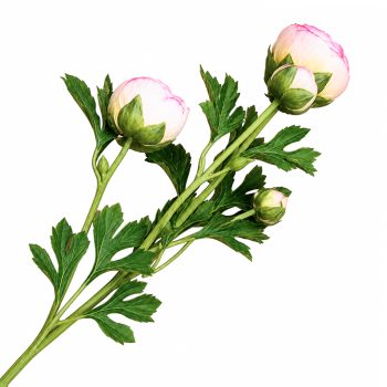 SPRAY RANUNCULUS 3X26" CORAL