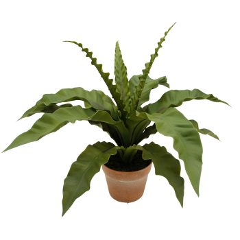 POTTED BIRD'S-NEST FERN 22"H GREEN UPRIGHT FRONDS