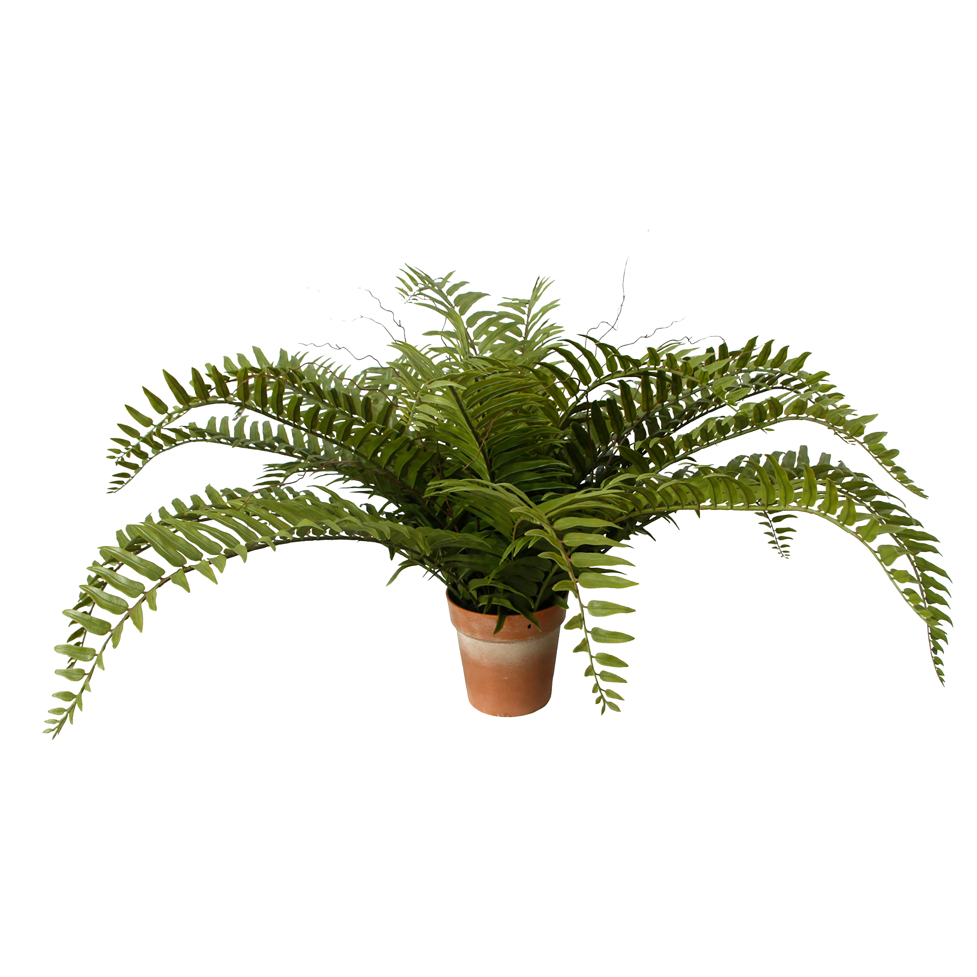POTTED SWORD FERN 24"W X 14"H GREEN SPREADING FRONDS
