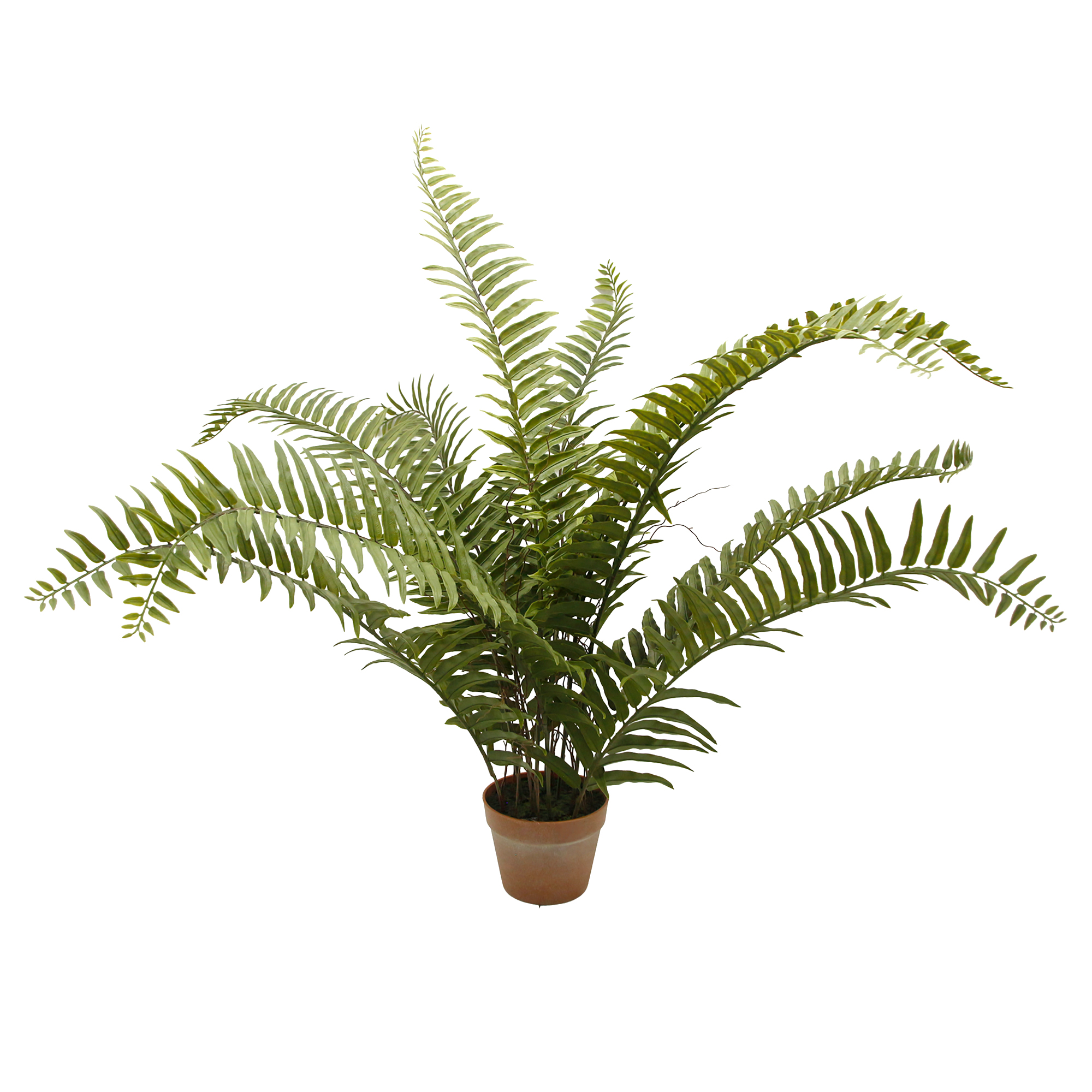 POTTED SWORD FERN 33"H GREEN FOUNTAIN FRONDS