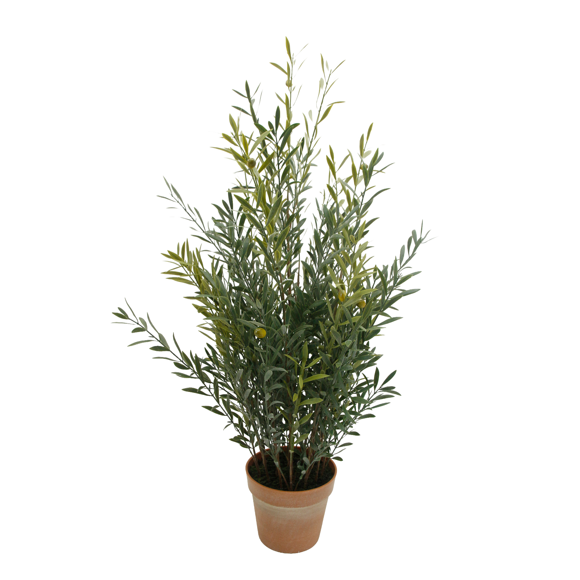 POTTED OLIVE PLANT 43"H GREEN WITH GREEN OLIVES