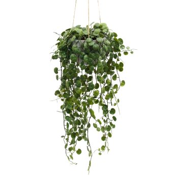 HANGING PLANT PEPEROMIA PROSTRATA 21" GREEN TRAILING LEAVES