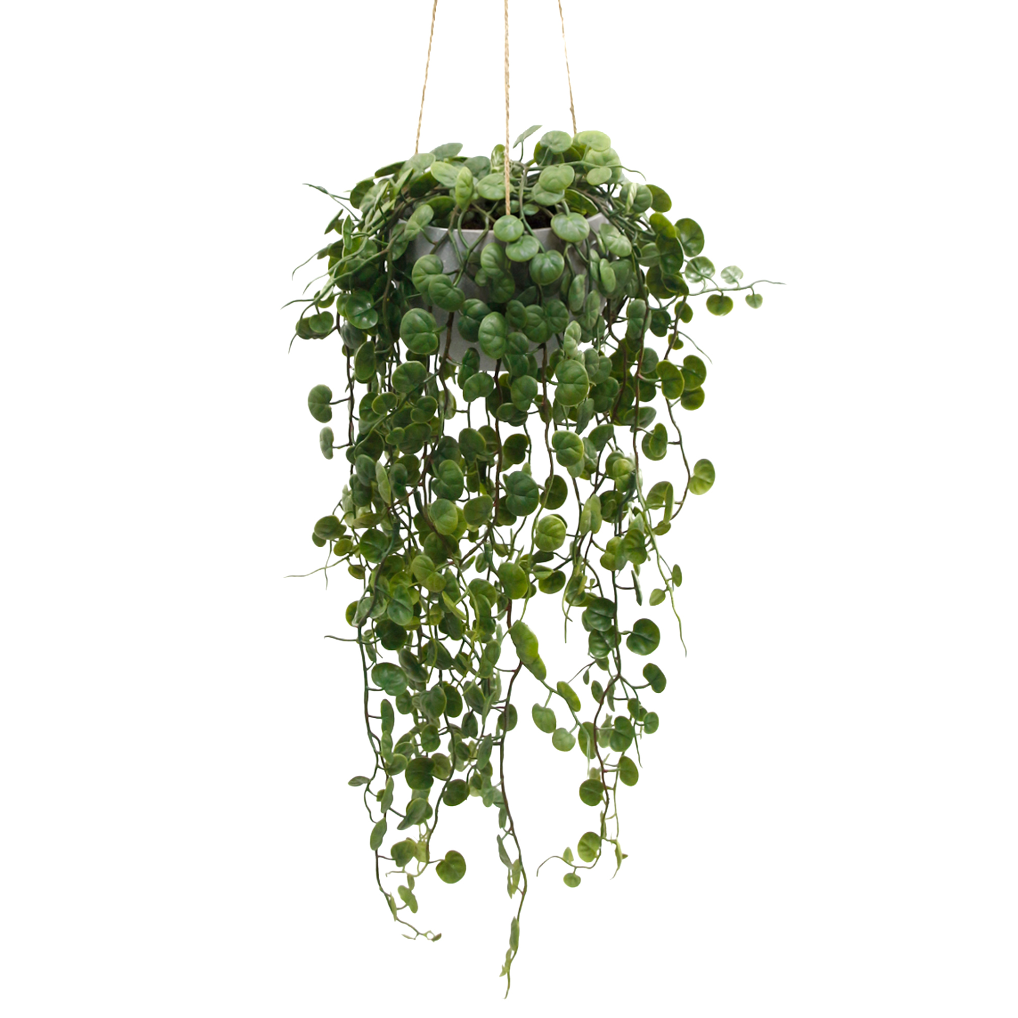 HANGING PLANT PEPEROMIA PROSTRATA 21" GREEN TRAILING LEAVES