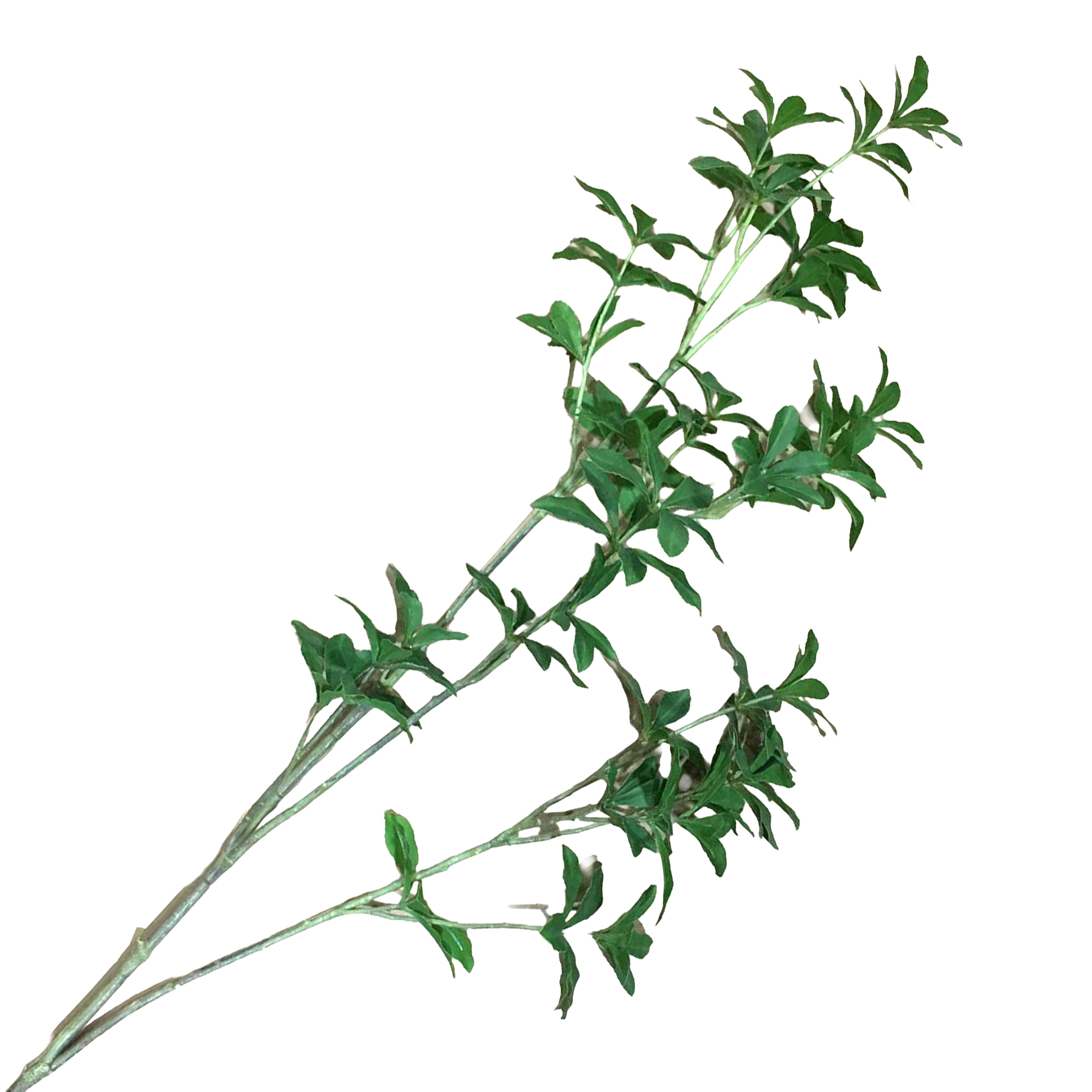 SCHEFFLERA CLUSTERED BRANCH 43" GREEN
